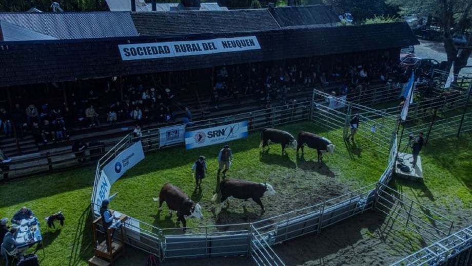 El ring de ventas de la Sociedad Rural de Neuquén tuvo actividad ayer por la tarde en Junín de los Andes.