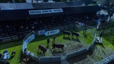 Expo Bovinos 2025: así fueron los precios de venta del remate realizado en Junín de los Andes