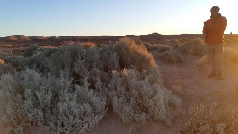 Cómo es el roedor que creían extinto y reapareció en Chubut. 