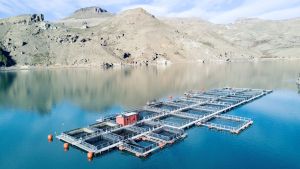 La nueva posibilidad exportadora que se gesta en el río Limay y promete «la mejor trucha del mundo»