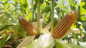Neuquén tiene condiciones propicias para el cultivo de maíz
