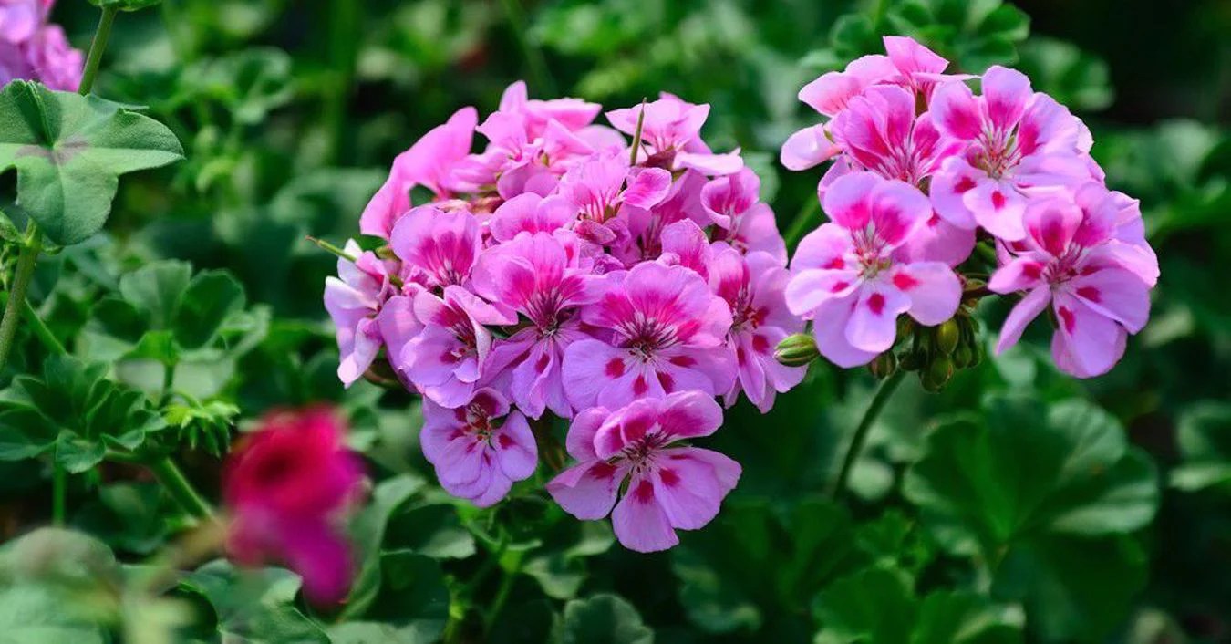 Plantas aromáticas que mejoran tu hogar: beneficios y opciones
