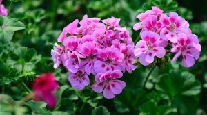 Las seis plantas que perfuman tu casa de forma natural y son fáciles de cuidar: cuáles elegir