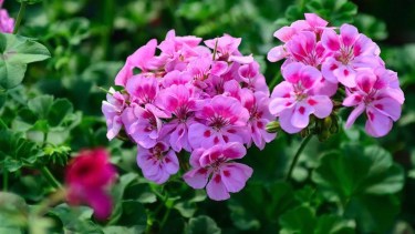 Adiós al aromatizador artificial: las plantas que limpian el aire y dan aroma natural