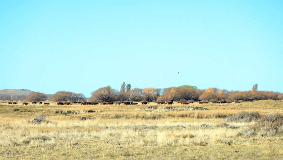 El campo de San Marón en Sarmiento, Chubut.