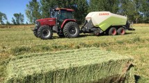 Imagen de Río Negro se consolida como líder en producción y exportación de alfalfa