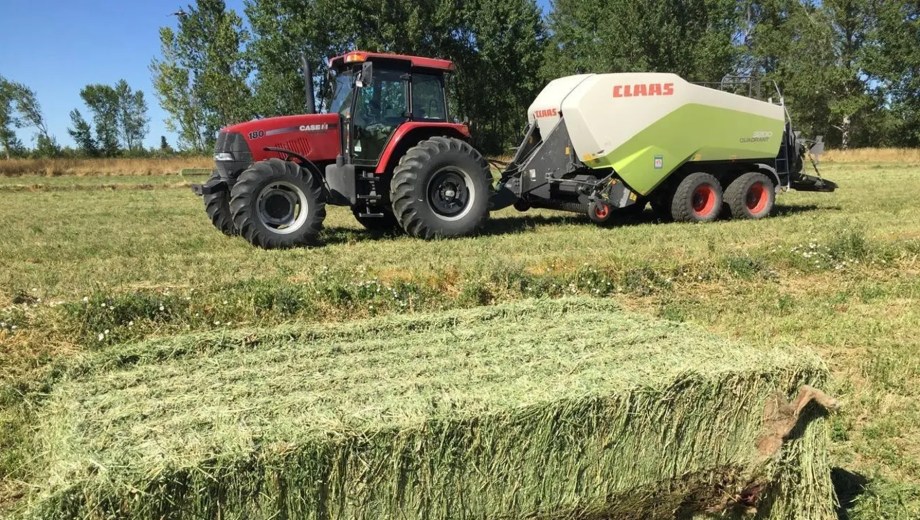 Cultivo de alfalfa en Río Negro, con un potencial enorme.