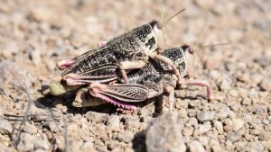 Río Negro, Chubut y Santa Cruz: Senasa coordina acciones de manejo de la Tucura sapo en la Patagonia