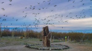 Los árboles más antiguos de la Patagonia: 23 años protegiendo el Bosque Petrificado de Valcheta