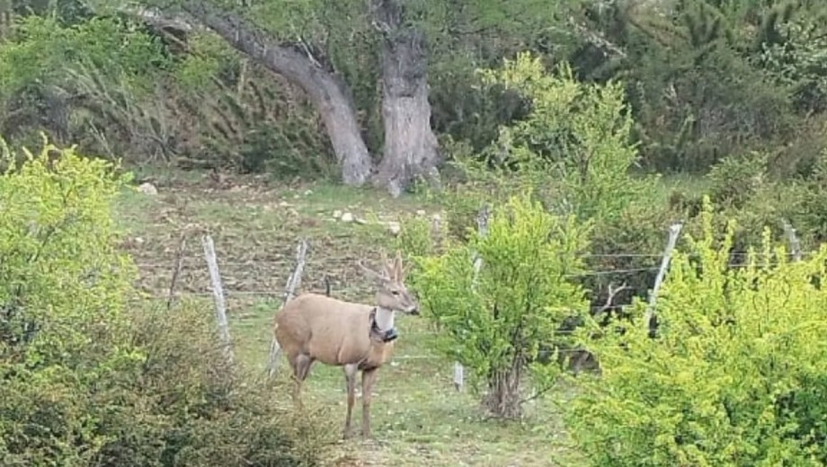 El operativo busca proteger a uno de los pocos ejemplares de huemul en la región. Foto: gentileza.