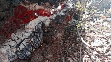 Extinguieron un foco de incendio forestal en el parque Lanín: cómo siguió el resto tras la tormenta