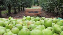 Imagen de 50 mil toneladas de frutas al año: el gigante de la Patagonia que nunca dejó de estar a la vanguardia