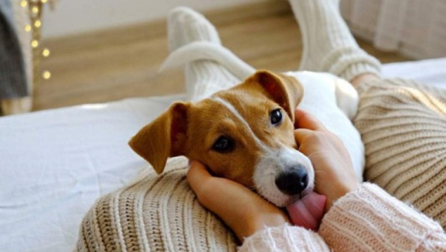 Qué significa que tu perro se apoye sobre tus rodillas