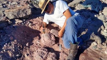 Descubren una tortuga con un caparazón fuera de lo común