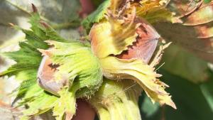 Es el fruto seco estrella de la chocolatería y nueve de cada 10 hectáreas de Argentina están en esta región