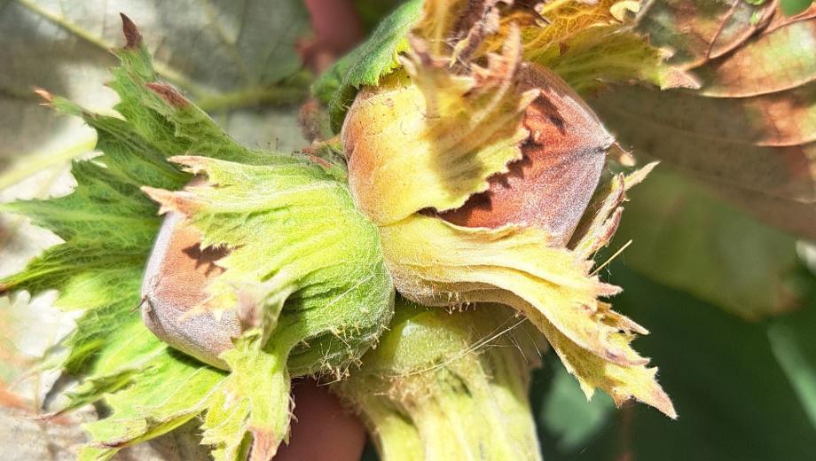 El fruto seco estrella de la pastelería por su sutil sabor, cremosa textura y versatilidad.