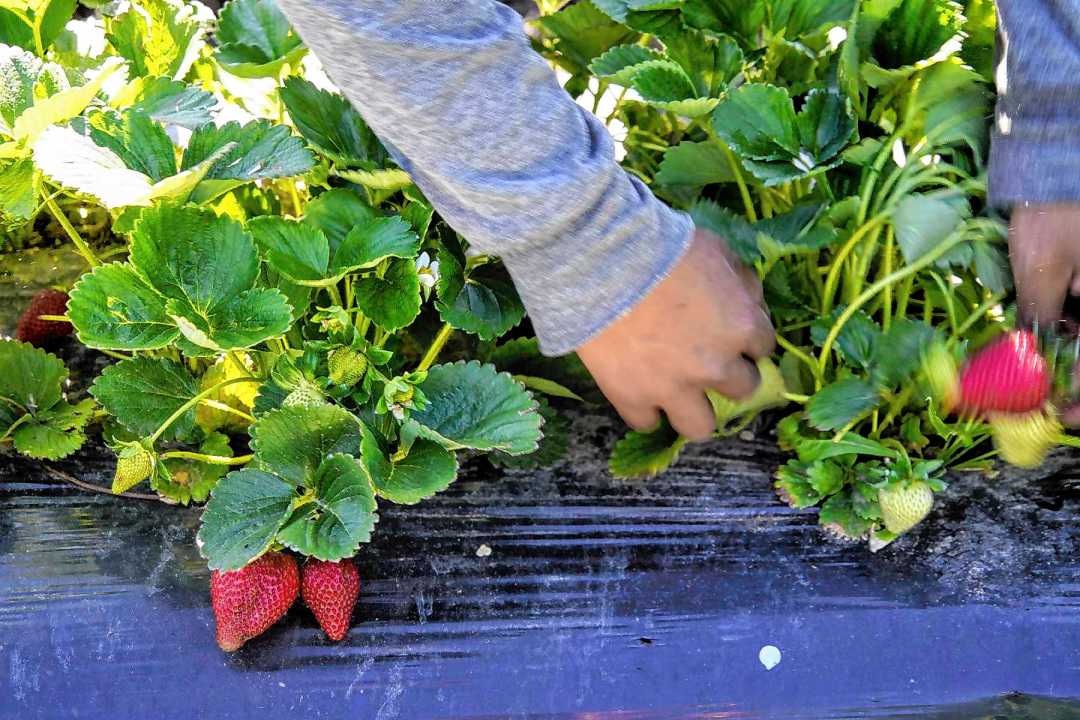 Las frutillas, la llave de Aurora para entrar en el negocio de las frutas finas. Foto: Cecilia Maletti.