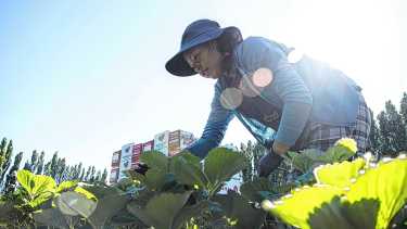 2.900 toneladas por año: así se produce la fruta fina más consumida del mundo en la Patagonia