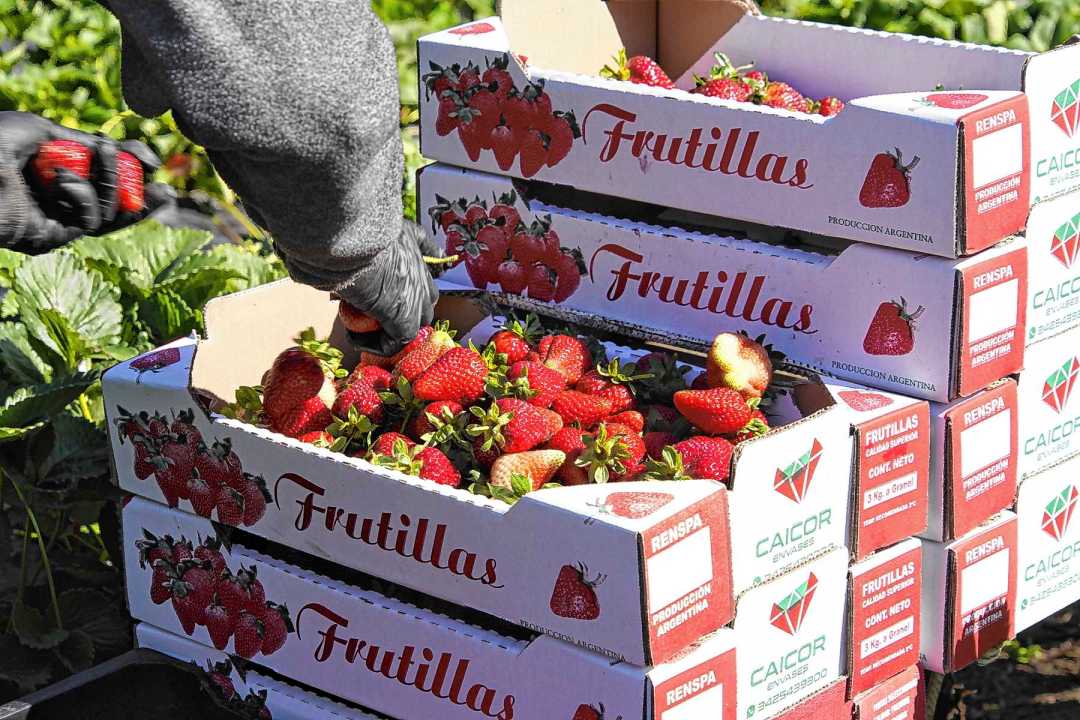 Frutillas de la Patagonia. De rojo intenso, y de trabajo intenso. Foto: Cecilia Maletti.