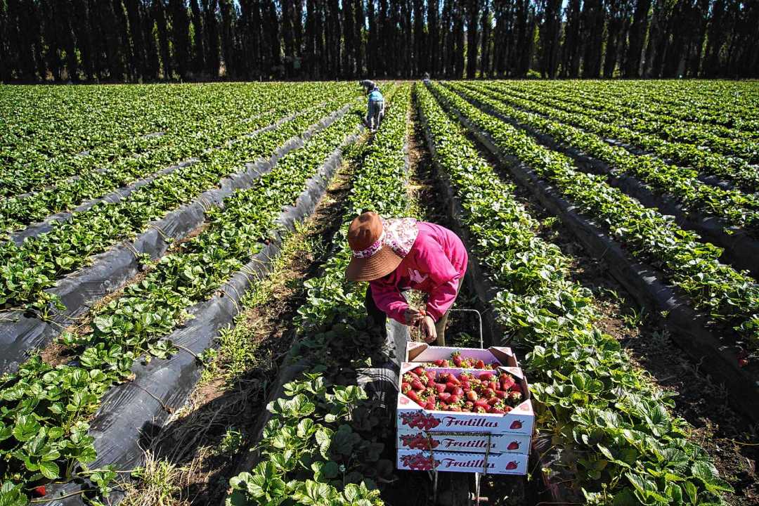 La cosecha de frutillas en Neuquén va desde octubre hasta abril. Foto: Cecilia Maletti.