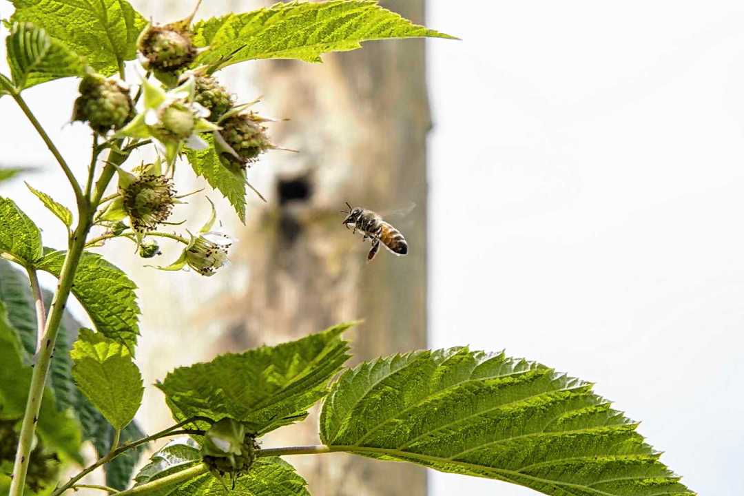 Abeja en plantación de frambuesas de la Patagonia. Foto: Cecilia Maletti.