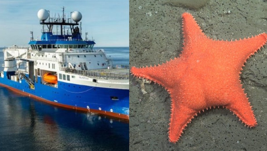 Nueva investigación del Conicet en el mar argentino.