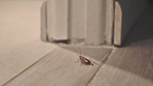 Como hacer para eliminar las cucarachas de tu casa para siempre: trucos caseros infalibles