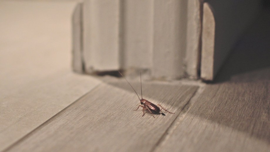 Cómo eliminar cucarachas. 