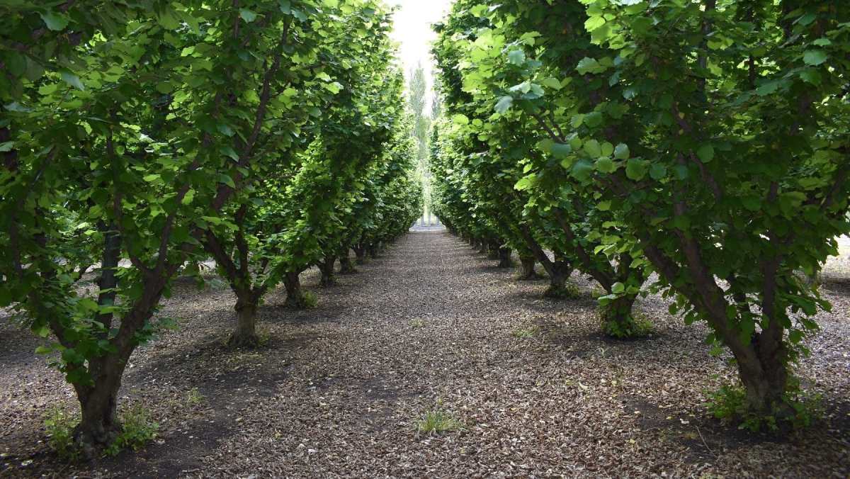 Plantación de avellanos en el Valle Inferior del río Negro.