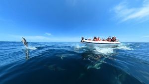 Delfines que “conversan” en el azul del Golfo San Matías: una experiencia única en Las Grutas