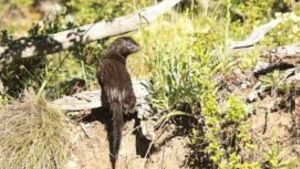 Detectan una variante desconocida de un parásito en visones invasores de la Patagonia