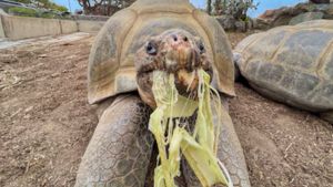 Un siglo y medio de vida: el adiós a Gramma, la tortuga de Islas Galápagos que maravilló al mundo