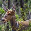 Imagen de Proyecto Huemul: cómo funcionan las trampas especiales para jabalíes en el Parque Lanín