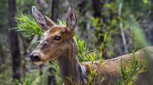 Imagen de Proyecto Huemul: cómo funcionan las trampas especiales para jabalíes en el Parque Lanín