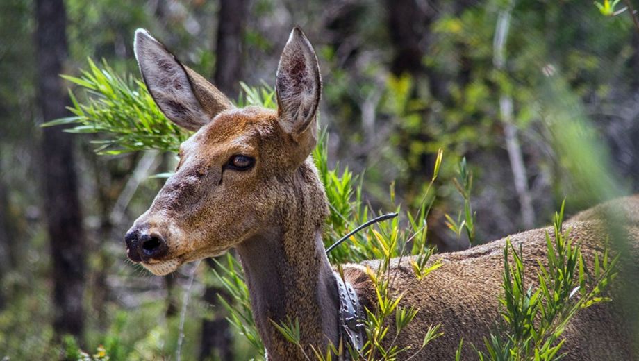 El huemul es una de las especies protegidas en el Parque Lanín. (Gentileza).