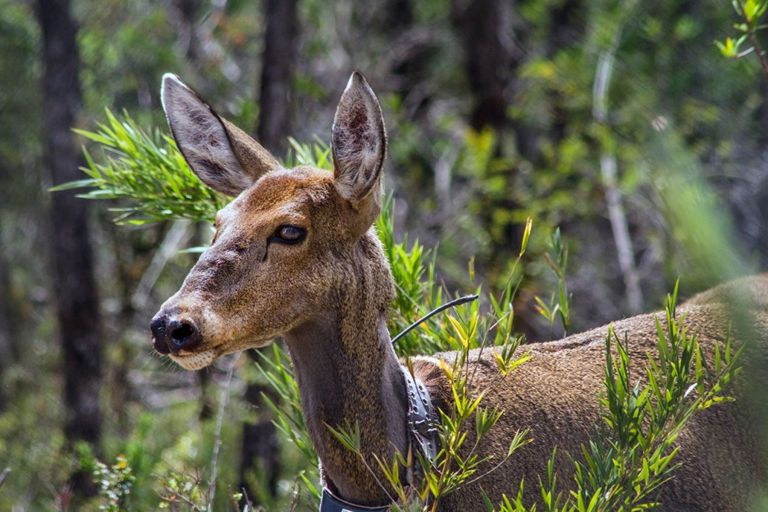 Un corredor biol&oacute;gico revive al huemul y transforma la Patagonia en un santuario binacional