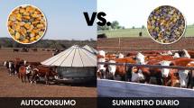 Imagen de Feedlot: el sistema y la ración más rentables para la terminación a corral