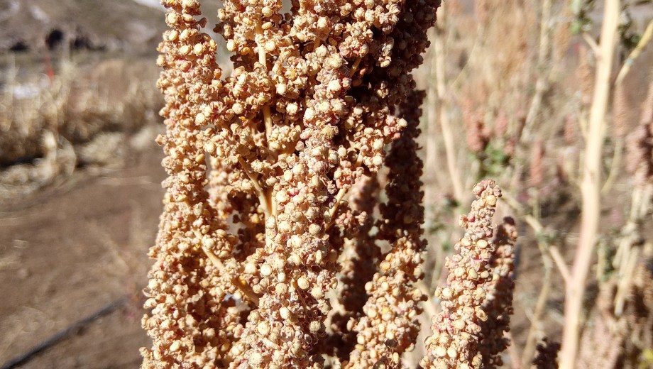 La semilla criolla tenía varias generaciones de cultivos. Foto: gentileza