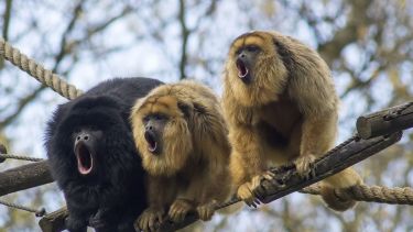 El futuro de los monos carayá: ¿pueden adaptarse al cambio?