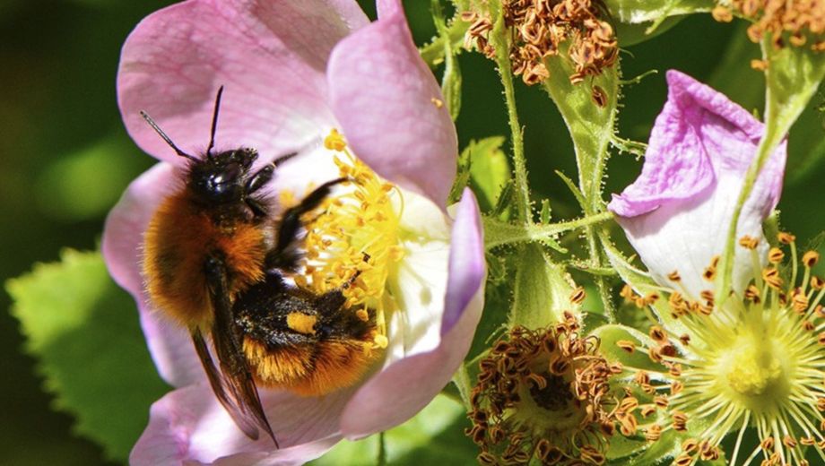 La polinización en la Patagonia depende tanto de insectos y aves como de los saberes rurales transmitidos entre familias.