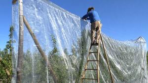 El costo de poner mallas antigranizo en el Alto Valle: en cuántos años se recupera la inversión