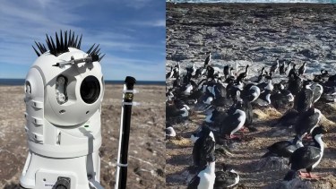 Pingüinos y otras aves marinas de Chubut protagonizarán un streaming liderado por el Conicet