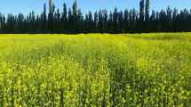 Imagen de 1.200 kilos por hectárea: dónde se cultivaron los granos de la mostaza argentina campeona del mundo