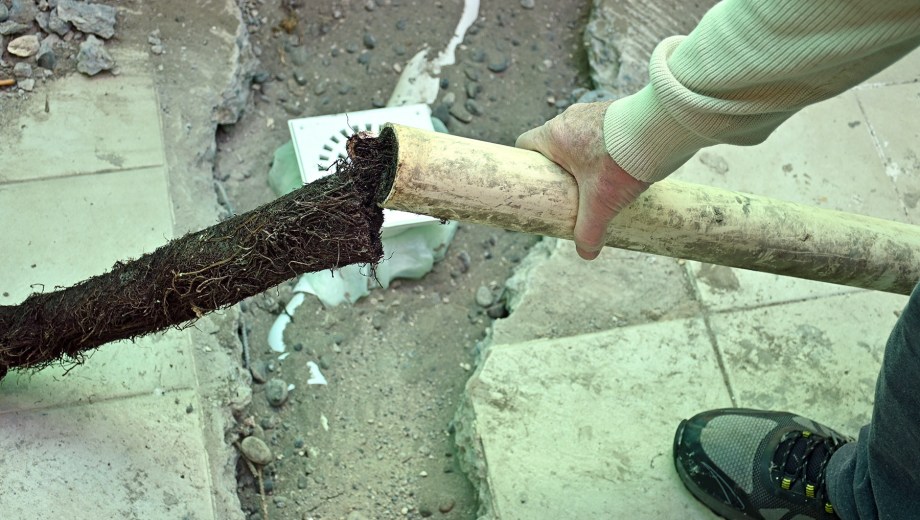 Las cañerías de unas 10 viviendas linderas a los sauces están tapadas por raíces (foto Florencia Salto)