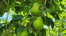 Imagen de Un avance científico que abre nuevas puertas para la exportación de peras del Alto Valle