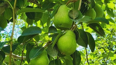 Un avance científico que abre nuevas puertas para la exportación de peras del Alto Valle