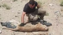 Imagen de Encontraron un puma muerto en Ruta 6 de Roca: el operativo de la Fundación Guardafaunas