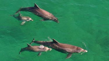 La carrera por salvar al delfín naríz de botella, una especie al límite: el rol clave de Río Negro