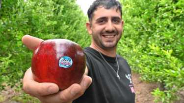 La fuerte apuesta de un productor de Villa Regina por la manzana y el mercado interno, una estrategia que da buenos frutos