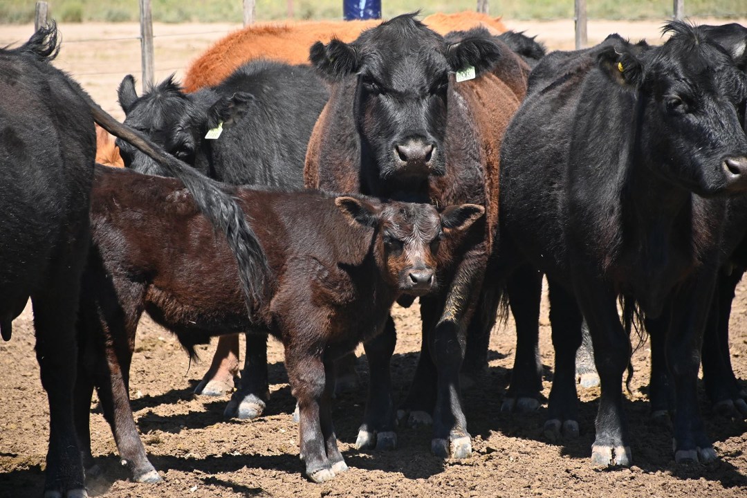 Campo de cría en la Patagonia. Foto: archivo Florencia Salto.